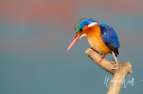 World Wetlands Day